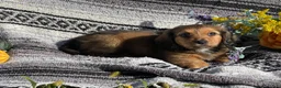 Miniature Dachshund dogs for sale: Alphonse - Longhaired - Ad 2