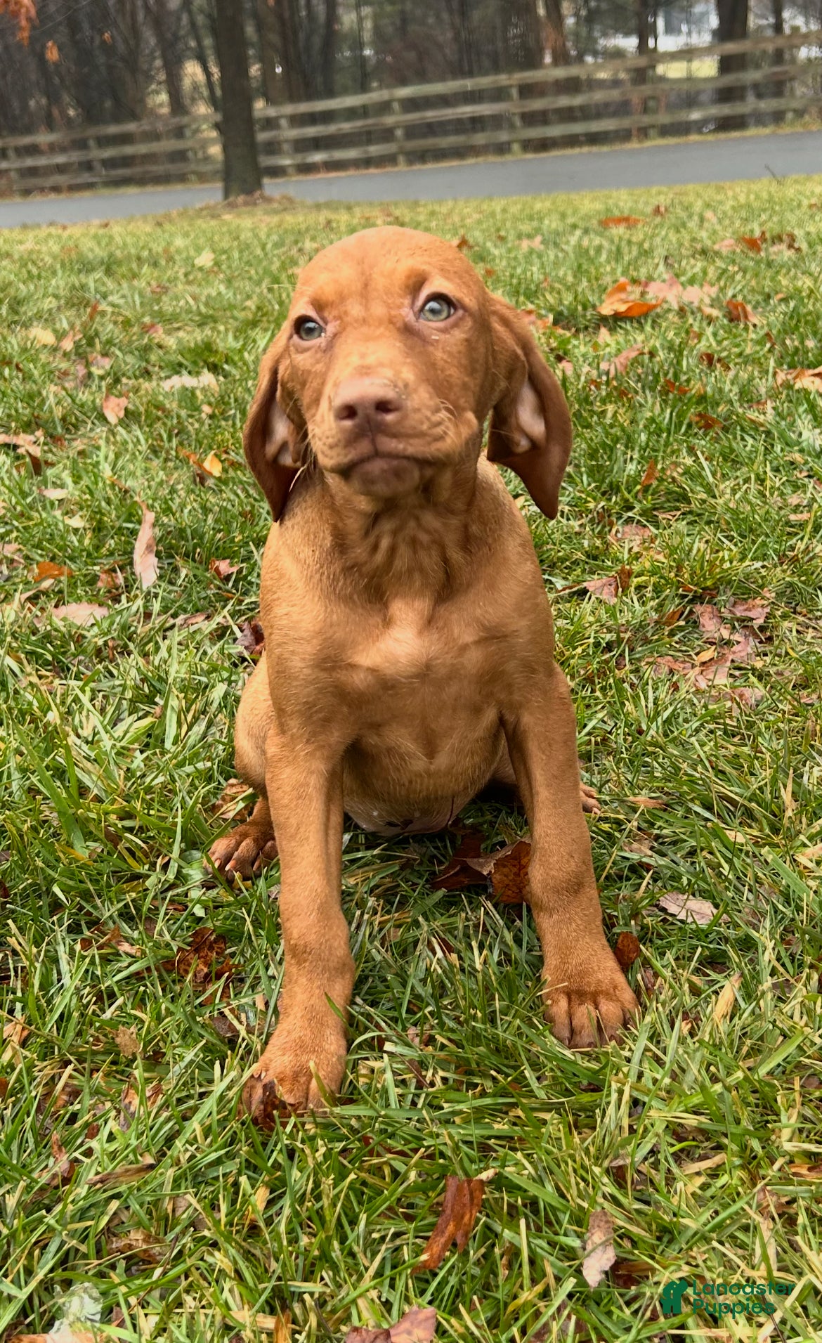 Vizsla dogs Lola AKC - Ad 15