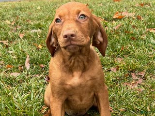 Vizsla dogs Lola AKC - Ad 16