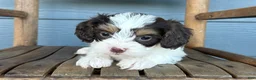 Cavapoo dogs for sale: Ravioli - Ad 2
