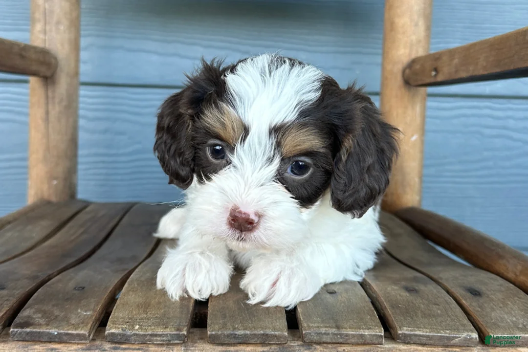 Cavapoo dogs for sale: Ravioli - Ad 2
