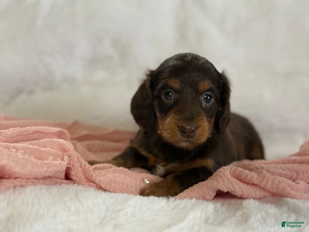 Miniature Dachshund dogs for sale: Gracie  - Ad 12