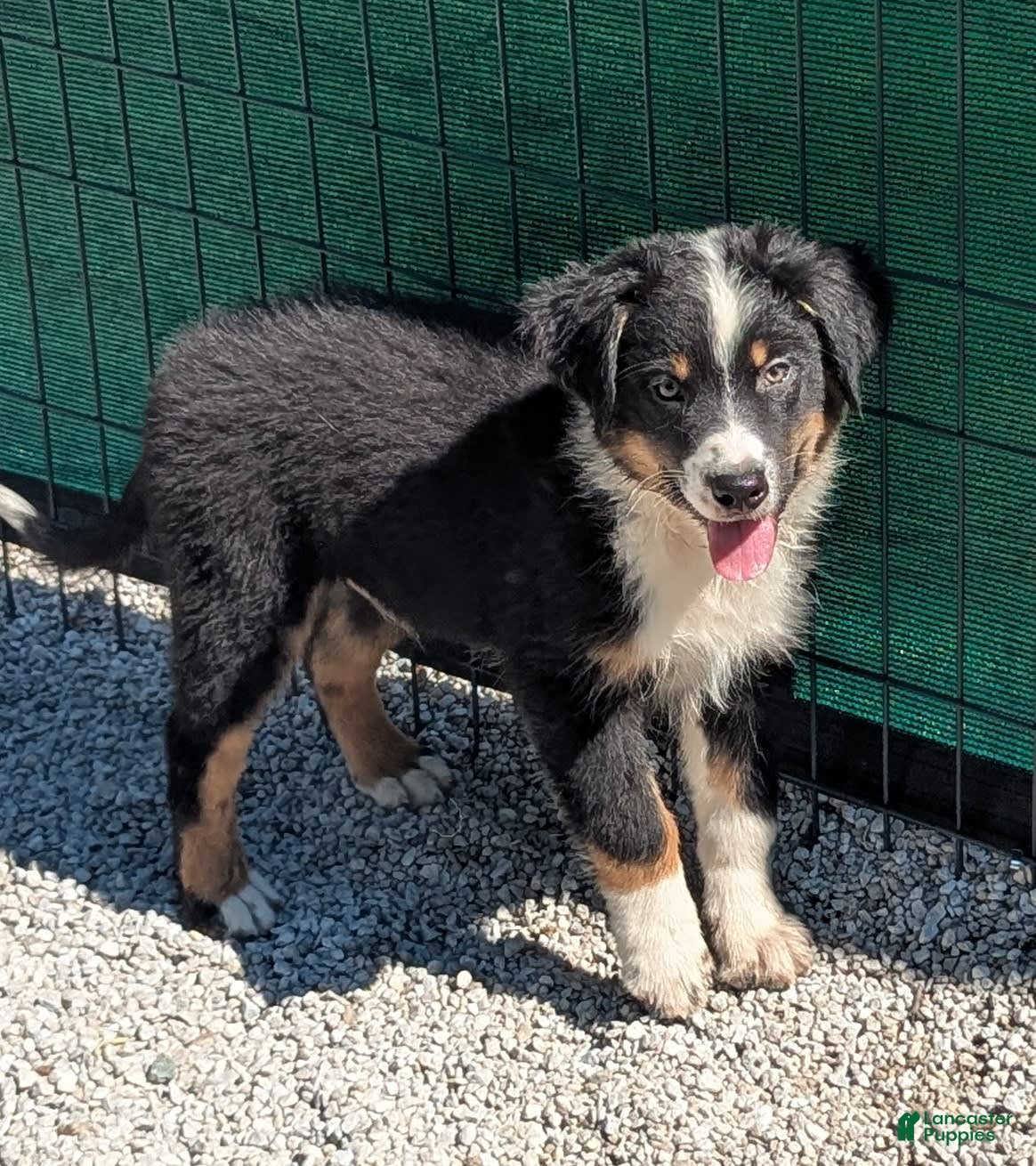 Australian Shepherd dogs Puppy Female - Ad 15