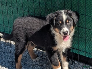 Australian Shepherd dogs Puppy Female - Ad 4