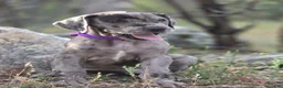 Great Dane dogs for sale: Opana - Ad 8