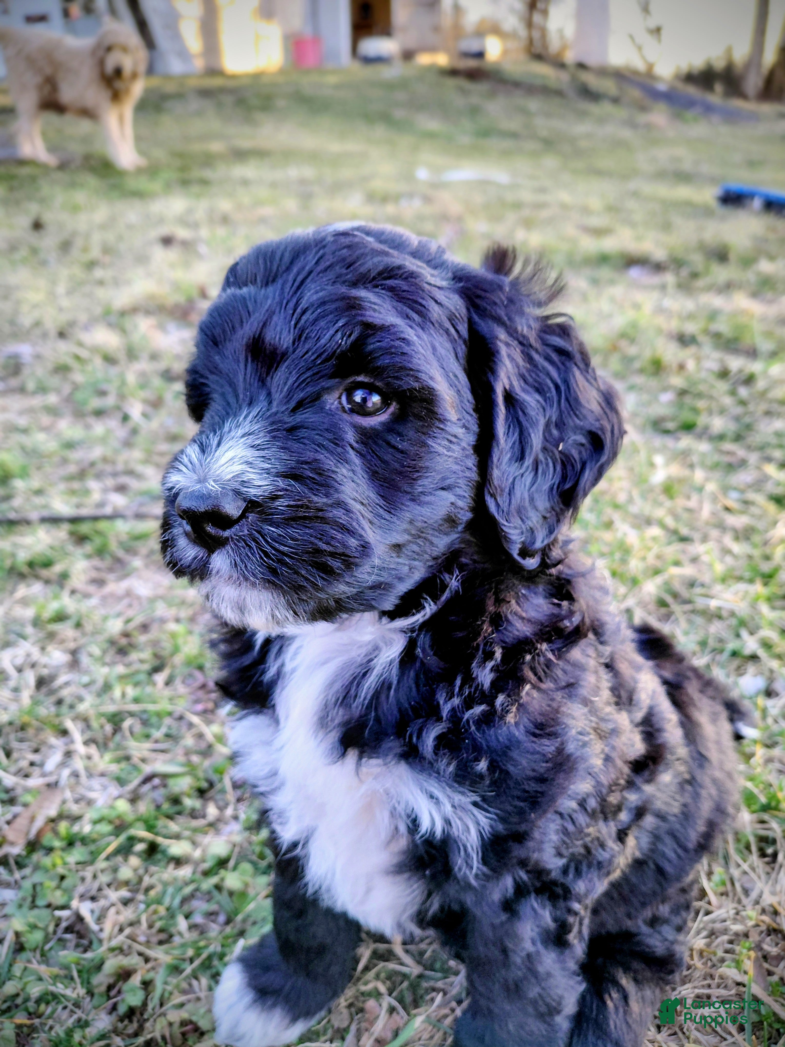 Mini Goldendoodle dogs Mini Goldendoodle Puppy BLAZE - Ad 1