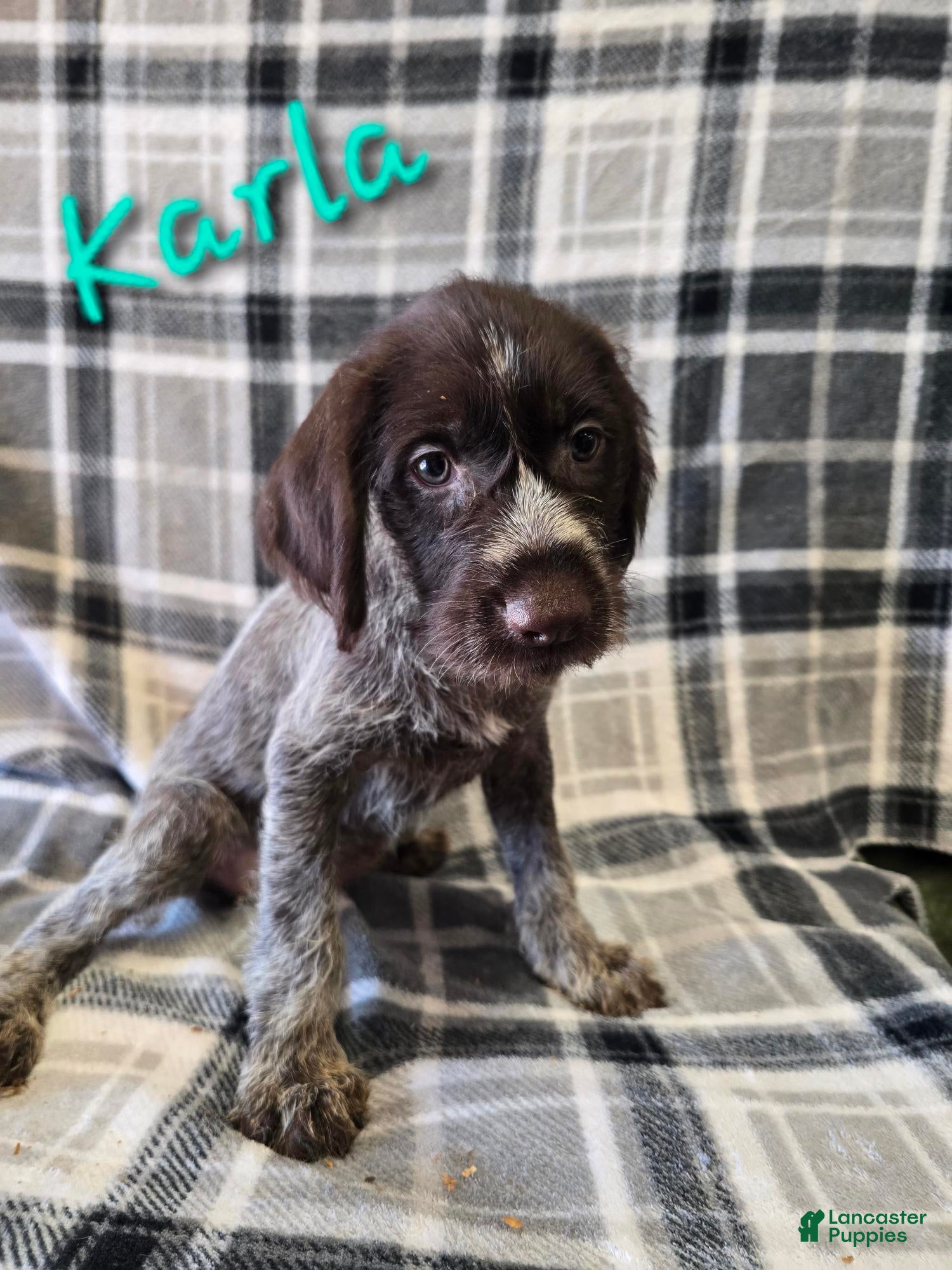 German Wirehaired Pointer dogs KARLA - Ad 4