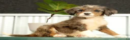 Mini Bernedoodle dogs for sale: Nova - Ad 4