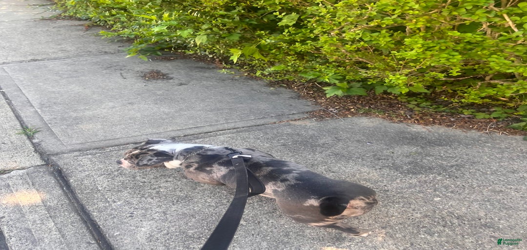 Gallery Image {{count}}