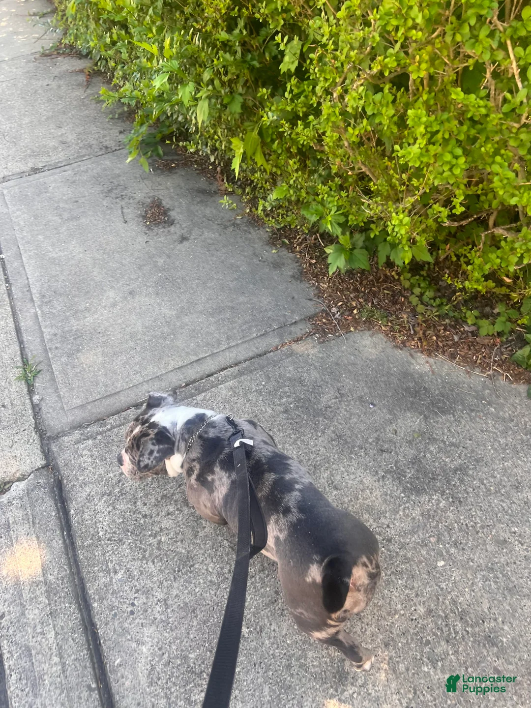 Gallery Image {{count}}