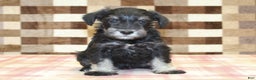 Miniature Schnauzer dogs for sale: Sophie - Ad 3