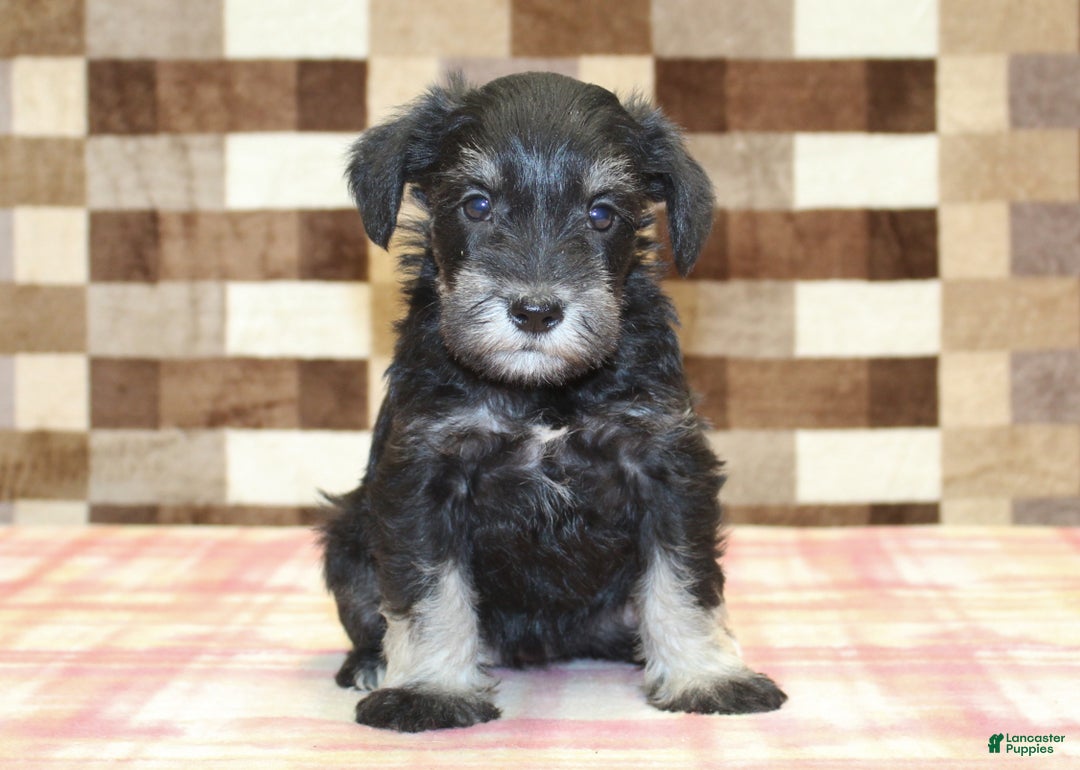 Miniature Schnauzer dogs for sale: Sophie - Ad 3