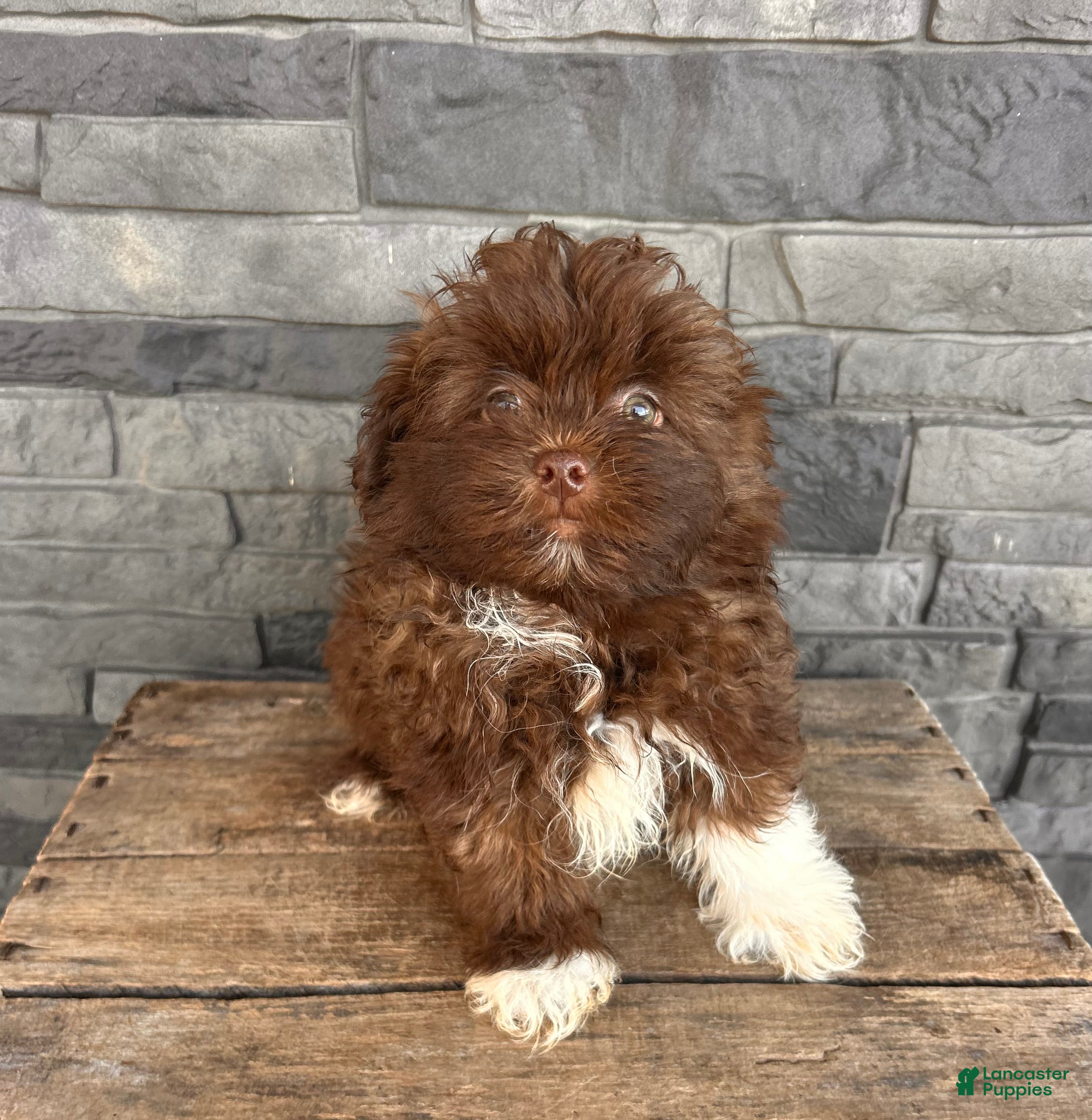 Mixed Breed dogs Gulliver - Ad 2