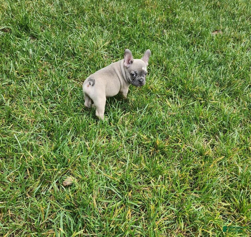 French Bulldog dogs Austin - Ad 1
