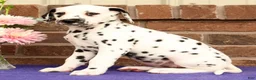 Dalmatian dogs for sale: Hannah - Ad 4