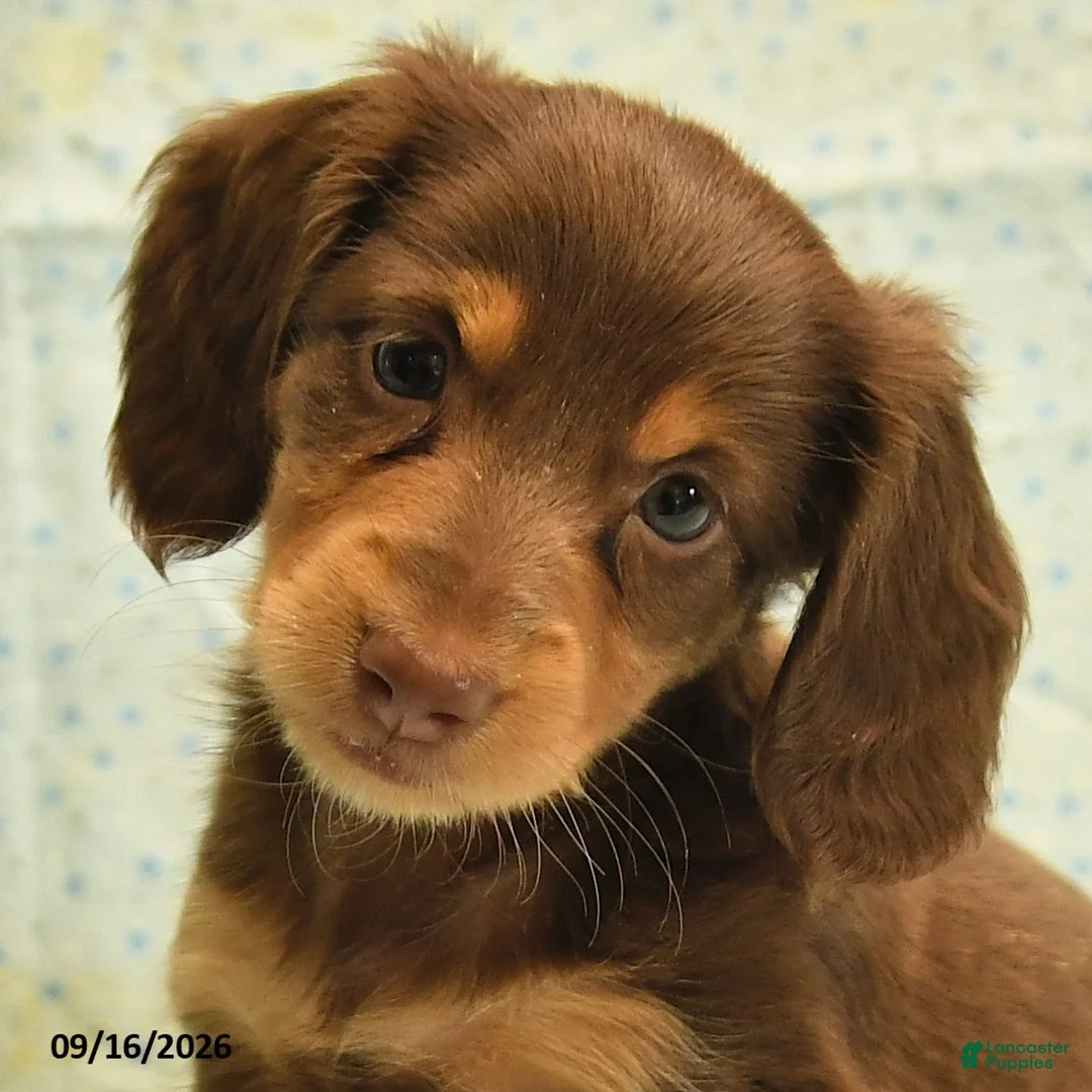Dachshund dogs for sale: Sandy - Ad 5