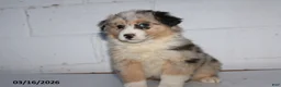 Australian Shepherd dogs for sale: Royal - Ad 3