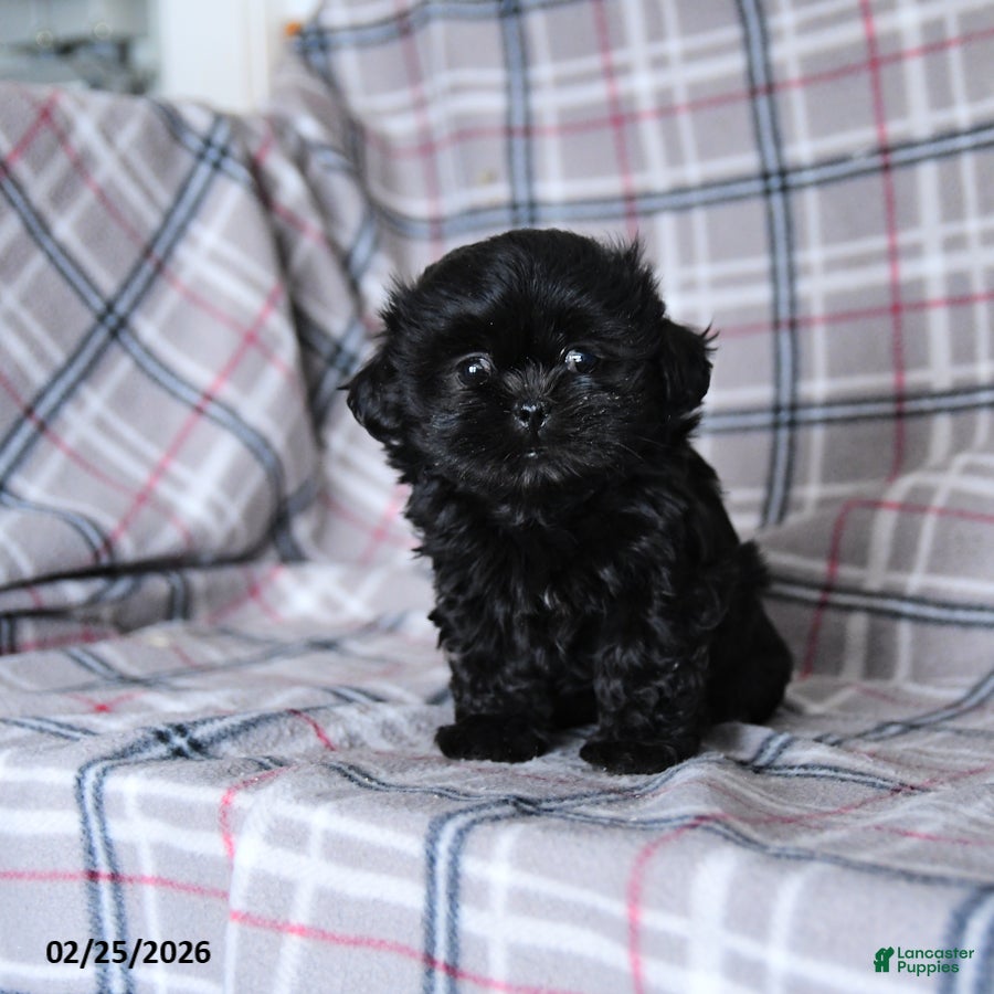 Shih Tzu dogs Keirra - Ad 2