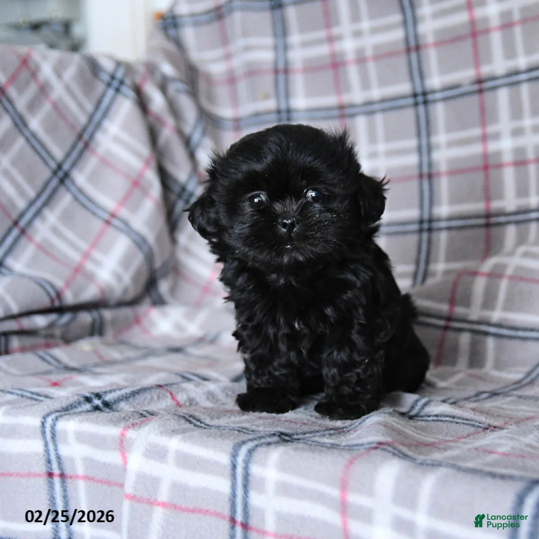 Shih Tzu dogs for sale: Keirra - Ad 2