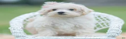 Maltipoo dogs for sale: Nellie - Ad 4