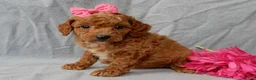 Cavapoo dogs for sale: Penny - Ad 5