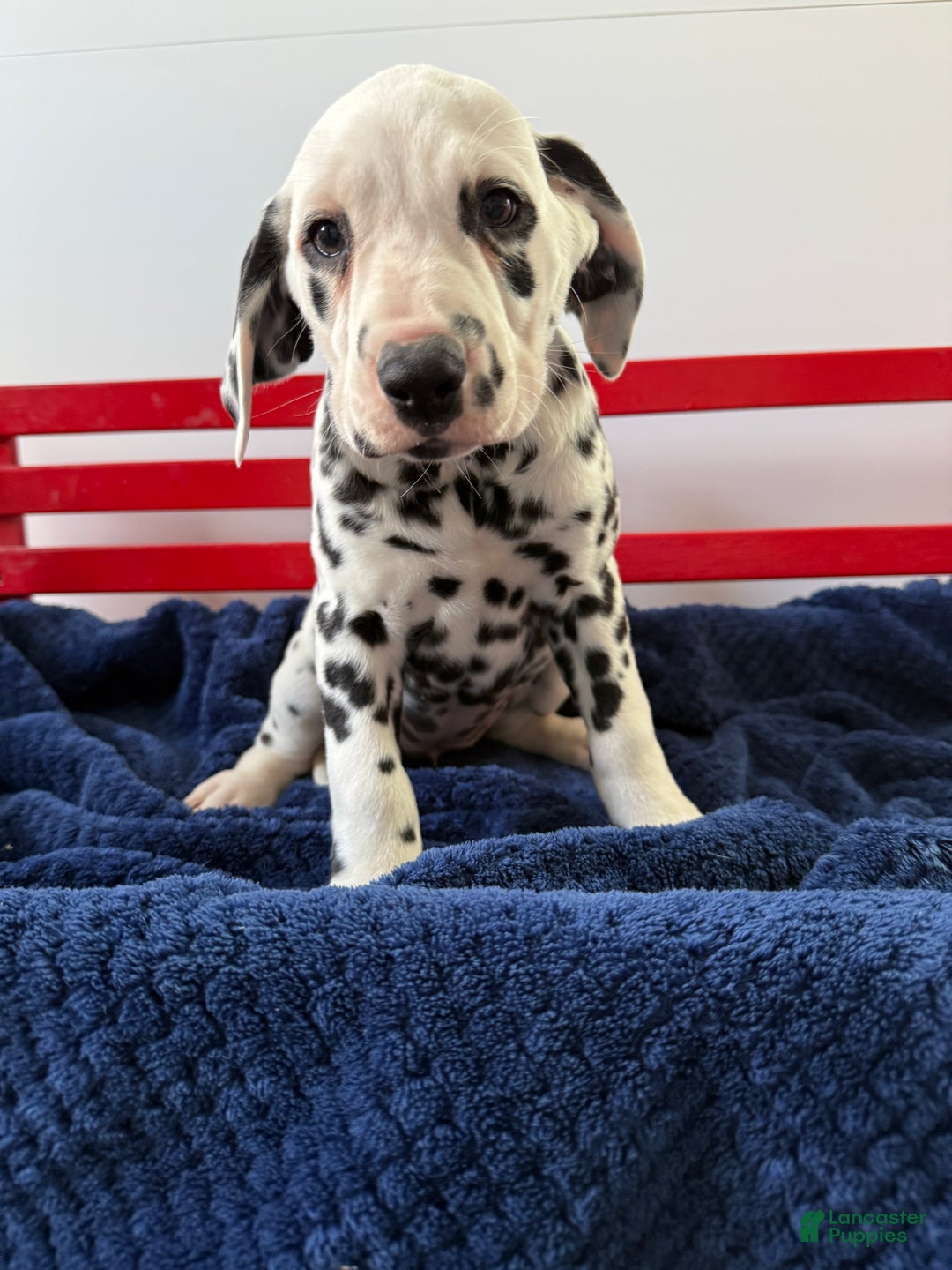 Dalmatian dogs for sale: Tara - Ad 7