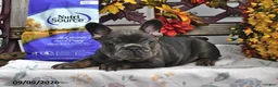 French Bulldog dogs for sale: Winston - Ad 3