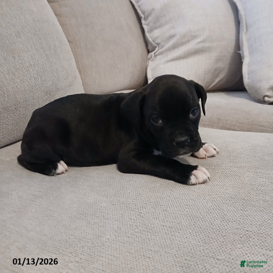 Boxer dogs for sale: Thunder - Ad 5