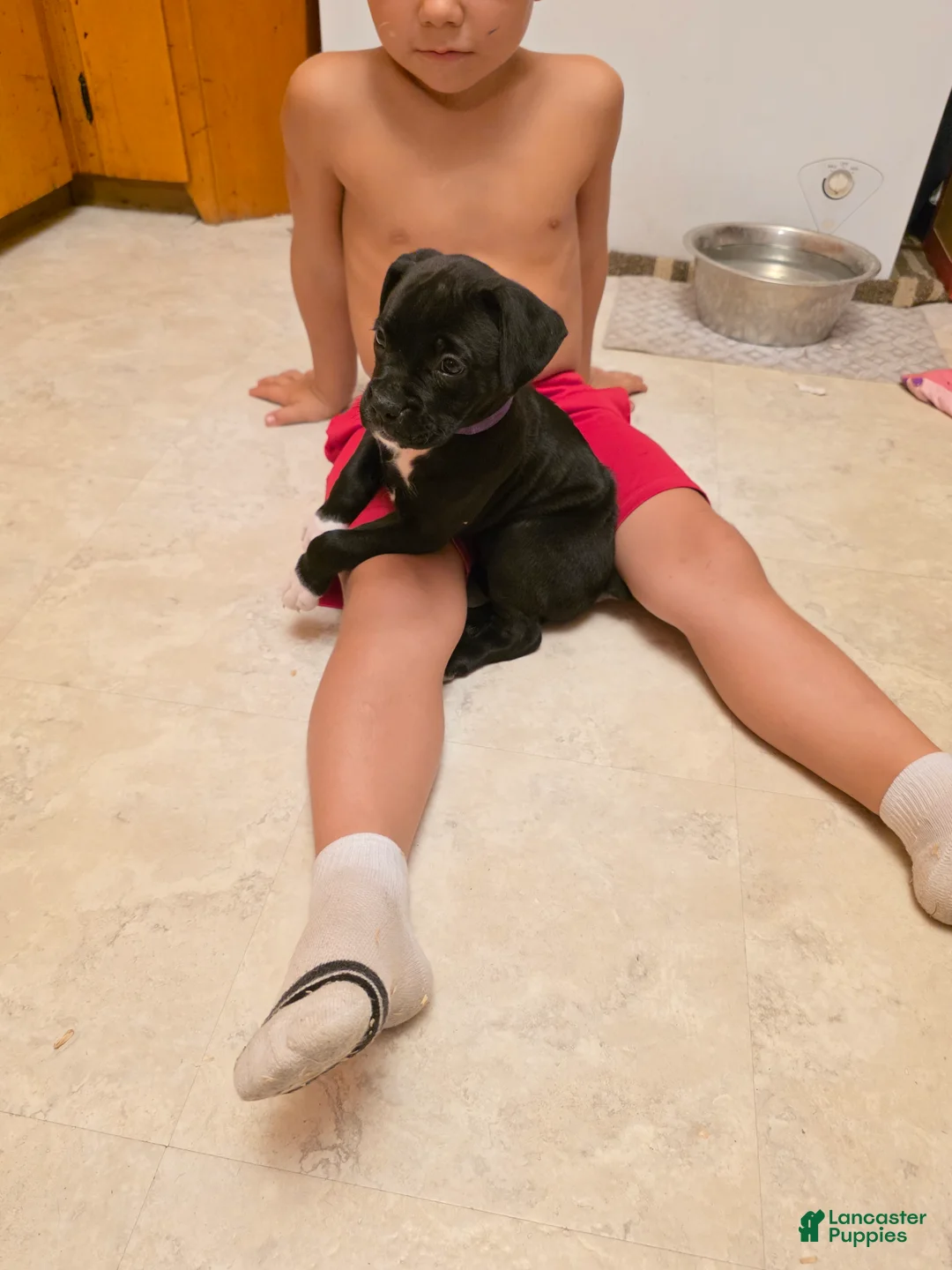 Boxer dogs for sale: Syntyche - Ad 1