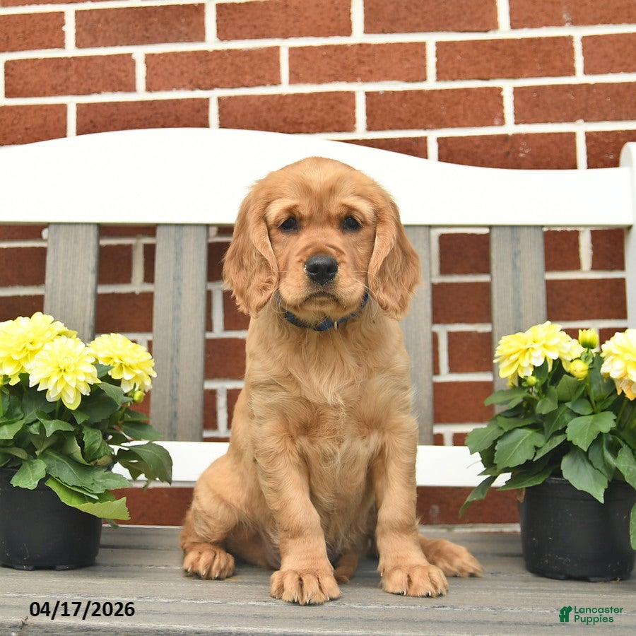 Miniature Golden Retriever dogs Kitty - Ad 2