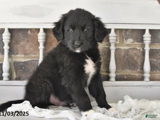 Other breed dogs - Ad 25