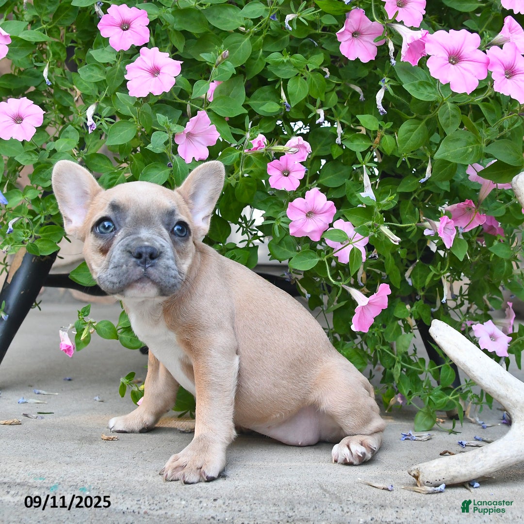 French Bulldog dogs for sale: Fable - Ad 4