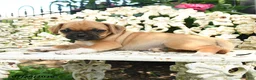 Jug dogs for sale: Millie - Ad 1