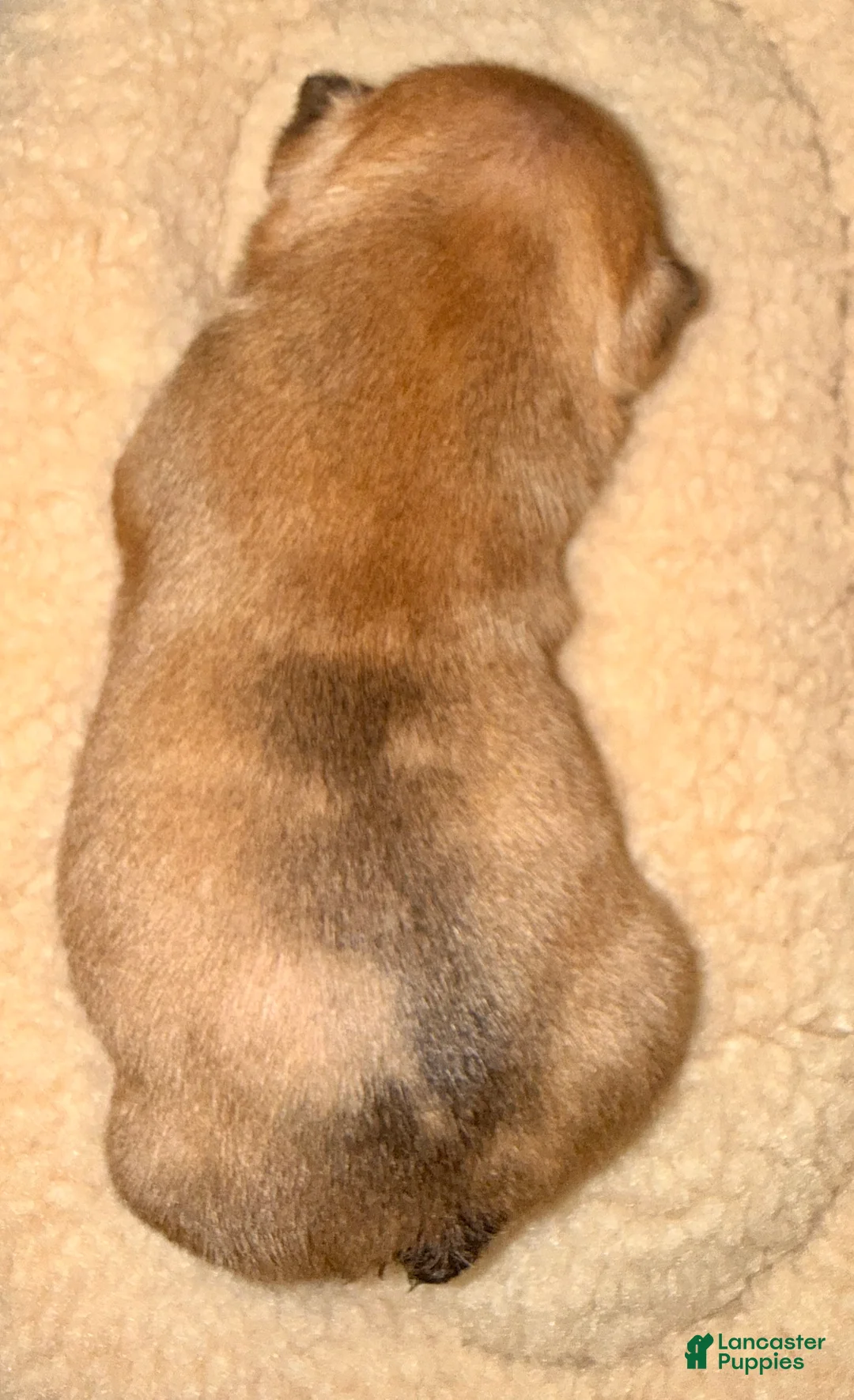 French Bulldog dogs for sale: French Bulldog Puppy 1 - Ad 6