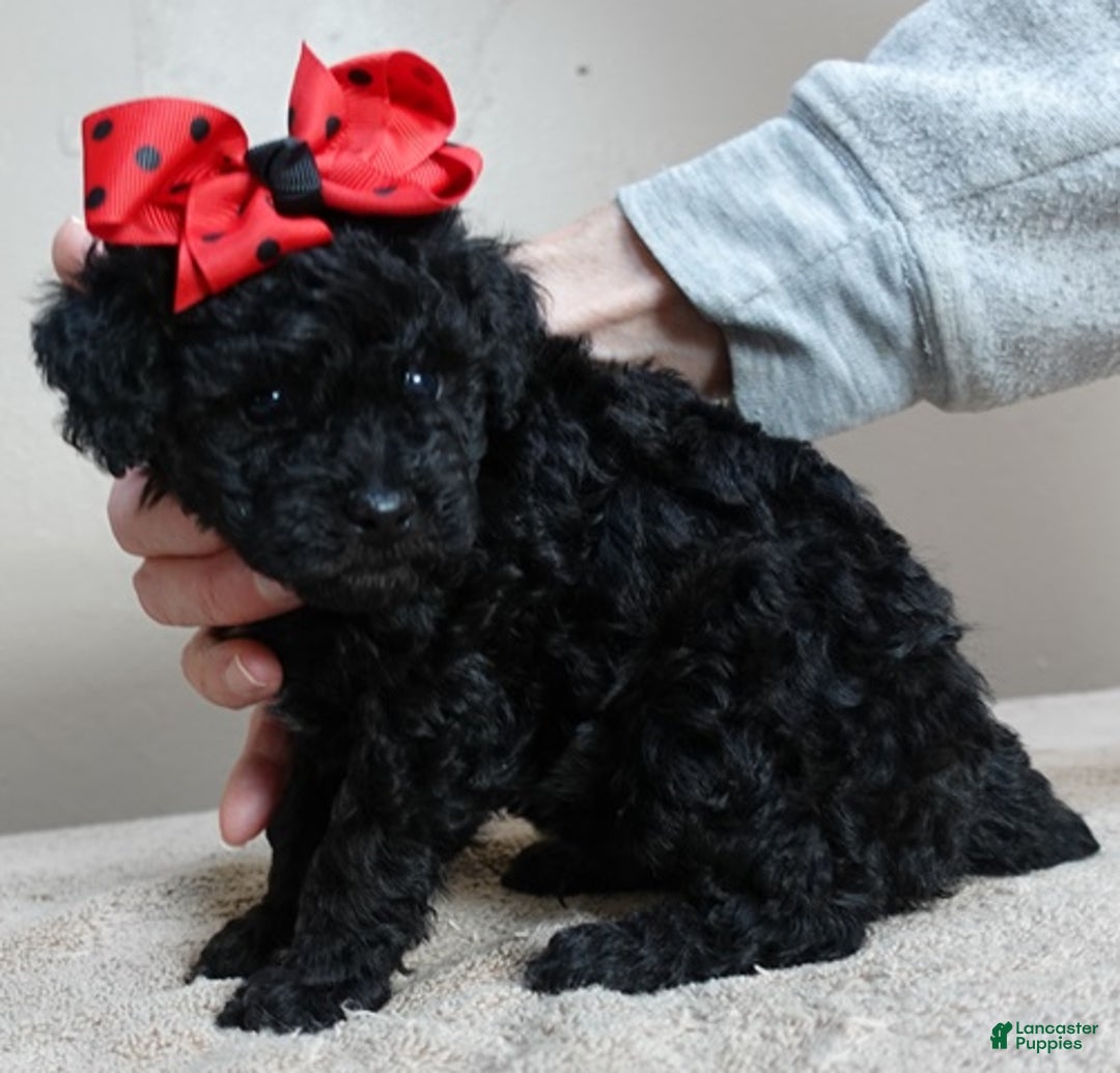 Toy Poodle dogs for sale: Kaida solid black - Ad 5