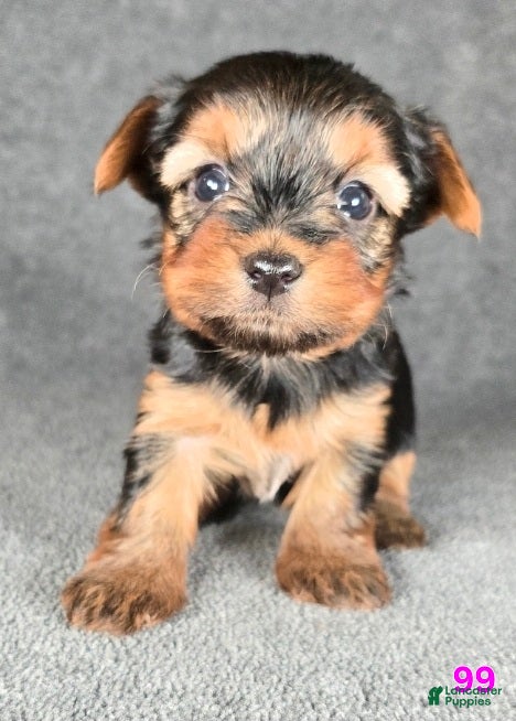 Yorkshire Terrier dogs 99 - Ad 16