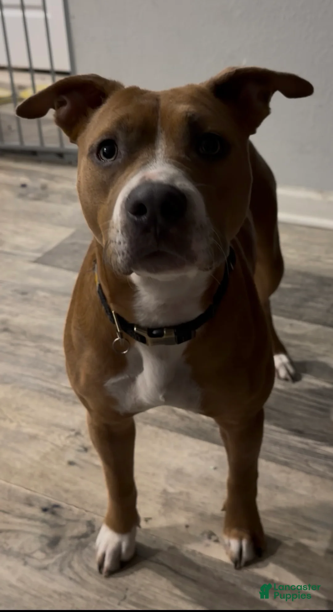Mixed Breed dogs for sale: Patrick - Ad 8
