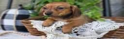 Miniature Dachshund dogs for sale: Butterscotch 💞 - Ad 4