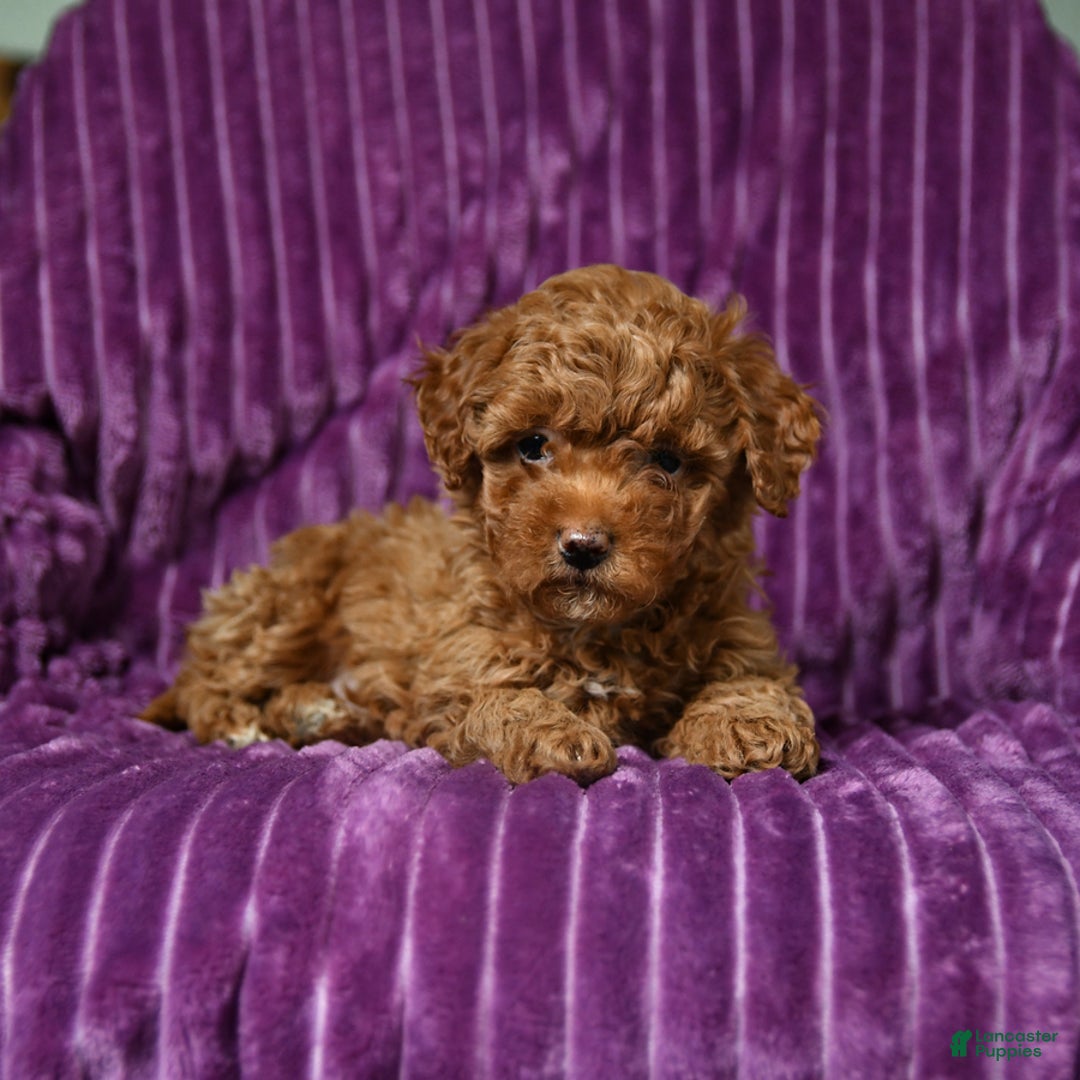 Miniature Poodle dogs for sale: Izzy - Ad 5