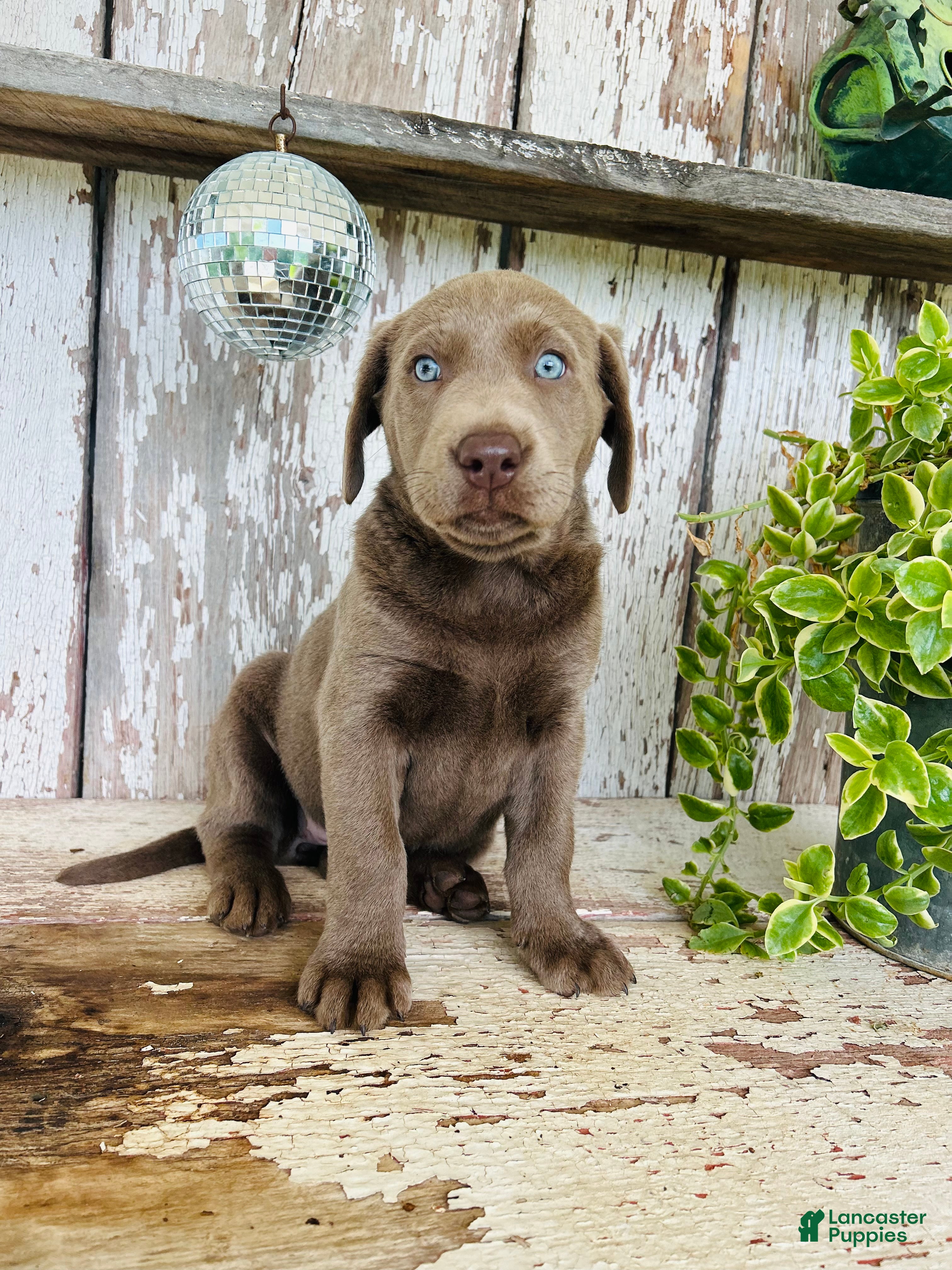Labrador Retriever dogs Ally  - Ad 1