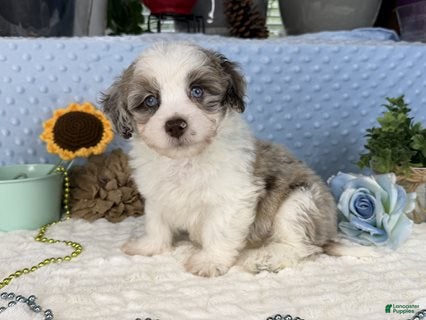 Aussiedoodle dogs Caleb  - Ad 2