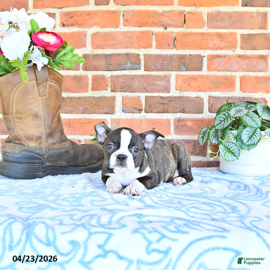 Boston Terrier dogs Maybelle - Ad 1