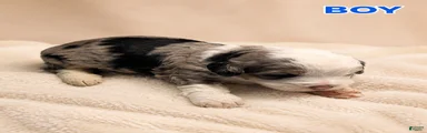 Mini Bernedoodle 3