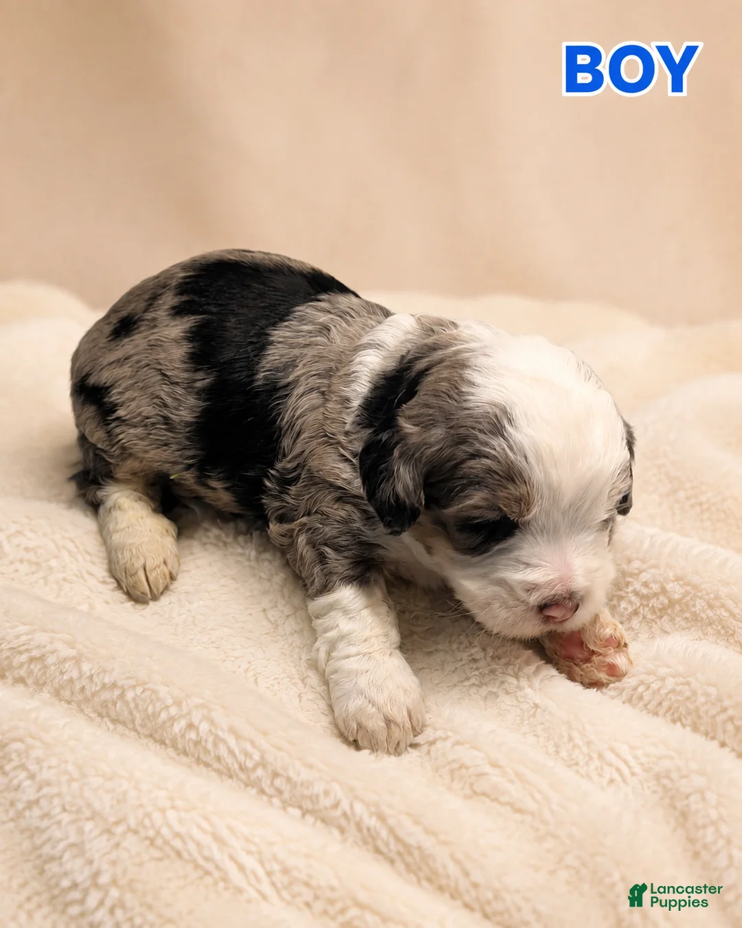 Mini Bernedoodle dogs for sale: Mini Bernedoodle 3 - Ad 1