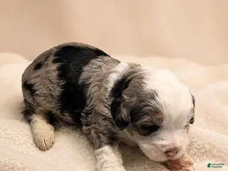Mini Bernedoodle dogs Mini Bernedoodle 3 - Ad 26