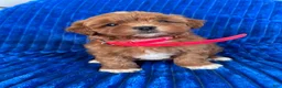 Shihpoo dogs for sale: RUBY - Ad 1