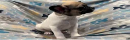 Frug dogs for sale: Olive - Ad 3