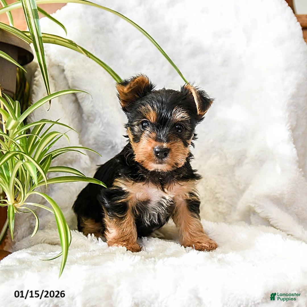 Yorkshire Terrier dogs for sale: Teddy - Ad 2