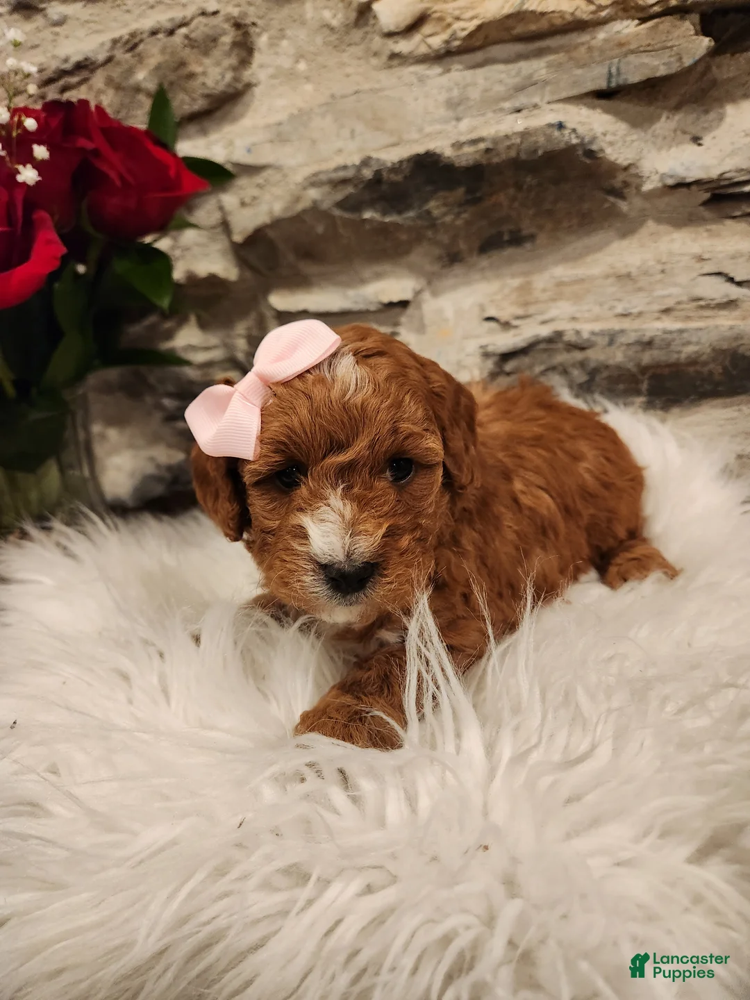 Mini Bernedoodle dogs for sale: CALLIE - MINI BERNEDOODLE LOVELY PUPPY (RICHLAND, PA) - F1BB. - Ad 6