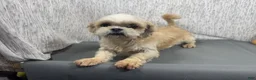 Shih Tzu dogs for sale: Shih Tzu 2 - Ad 4